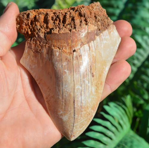 Wow genuine megalodon - wow,,