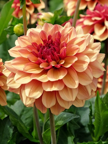 Rare premium dahlia orange - premium,
