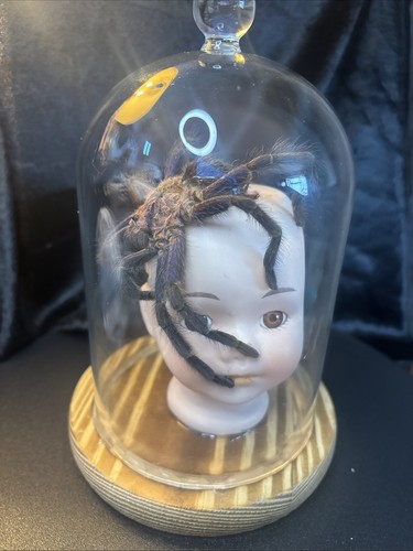 Ooak doll head dome - ooak, in