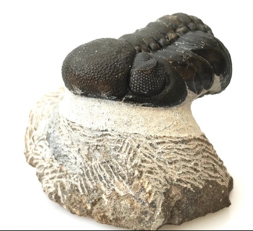 Fossil trilobite phacops - trilobite, sp