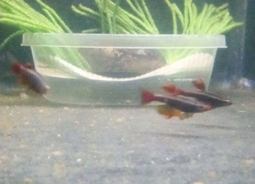 Yellow fin white cloud - (8), yellow-fin