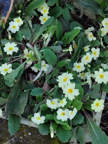 Large bareroot native - large,