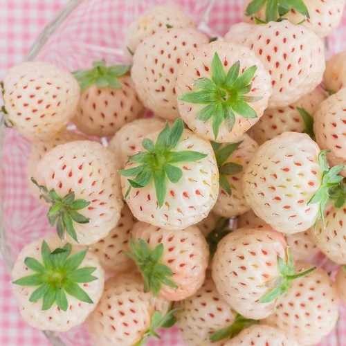 White snow strawberry - white, jumbo