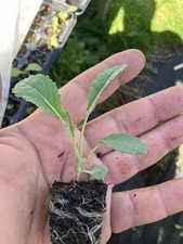 Kale , Plug Plants X6 , Letter Box Friending