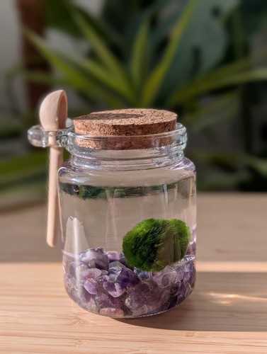 Marimo moss ball pet an - in,