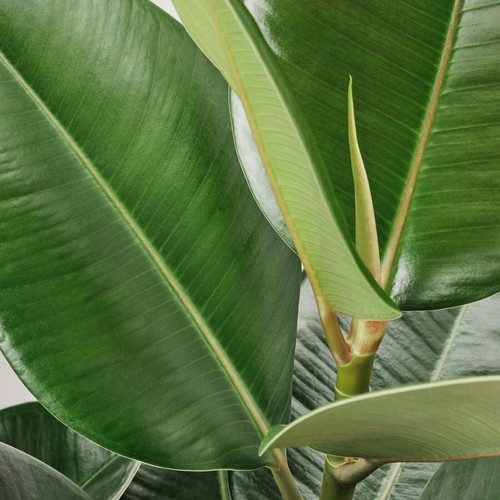 Rubber plant ficus robusta - rubber,