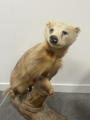 Taxidermy standing common - taxidermy,