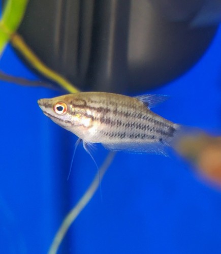 Croaking gourami 5 inches - croaking, 1-