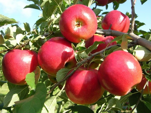 Red flesh apple trees 2yr - red,