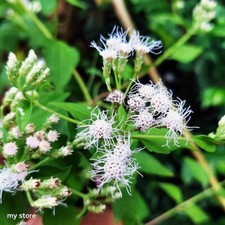 Mexican Dream Dried Lucid