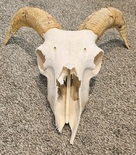  Sheep Skull taxidermy art