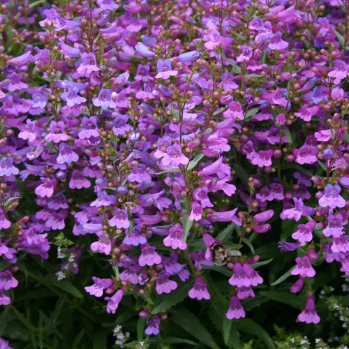 Penstemon heavenly blue - 'heavenly,