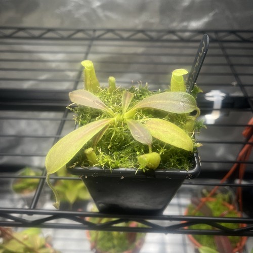 Nepenthes maxima - nepenthes,