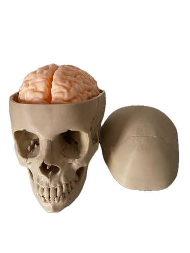 Anatomical human skull and - anatomical,