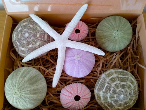 Real sea urchins - real,