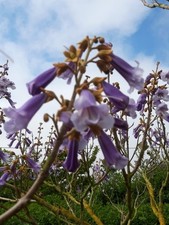 Paulownia Tomentosa Foxglove