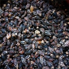 100 Mix Furrowed Planaxis Shells Black Tiny Seashells Craft Decor Wedding Beach