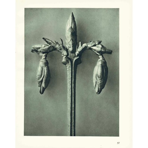 1929 weeping forsythia print - 1929,