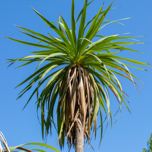 Cordyline australis seeds - cordyline,