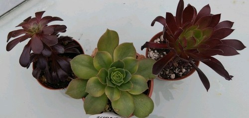 Aeonium mix starter pack 3 - mix,