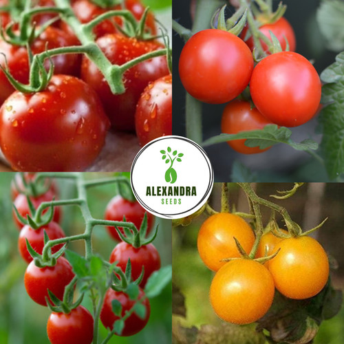 Tomato pack piccolo yellow - tomato,