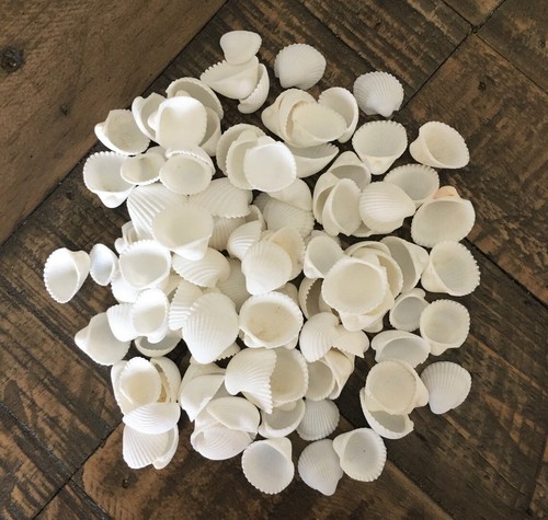 Small cockle shells white rose - shells,