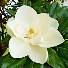 Magnolia Grandiflora Little