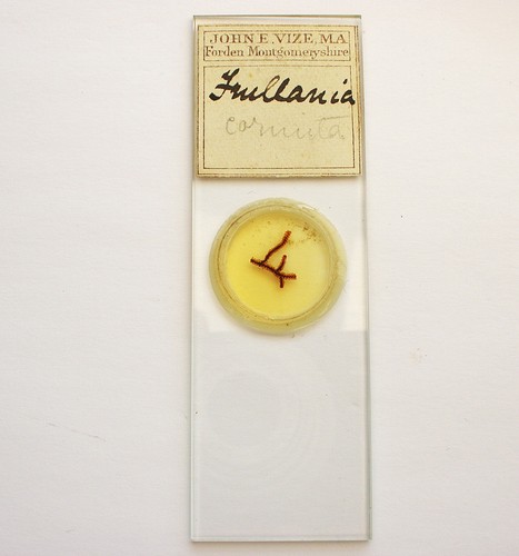 Antique microscope slide - ,