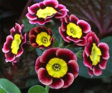 Primula Auricula Alpine Mix