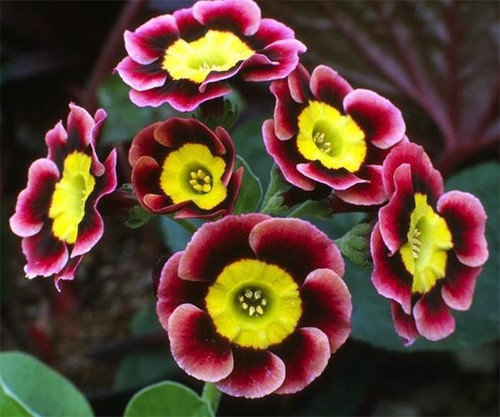Primula auricula alpine mix - auricula,