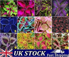 Coleus House Plant Seeds Rare