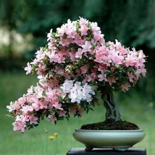 5 Cherry Blossom Bonsai Tree
