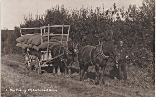 Kent hop picking the oast - kent., picking.