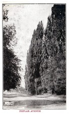 Vintage Postcard Poplar Avenue Tree Lined Road Rural Scene Telephone Poles