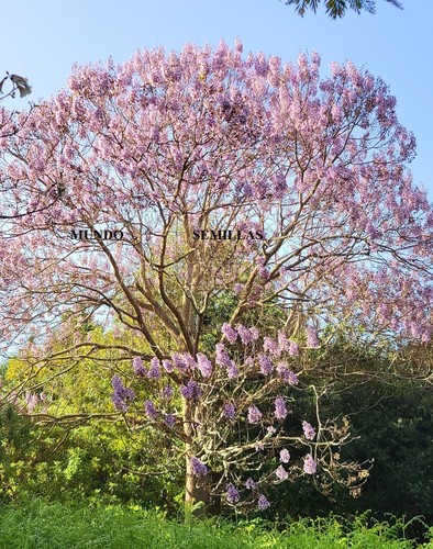 Paulownia tomentosa 200 seeds - tomentosa,
