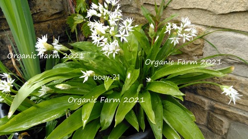 Wild garlic bulbs - wild,
