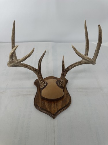 Whitetail deer antlers wall - deer,