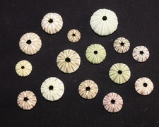 15 Small Sea Urchins (colour