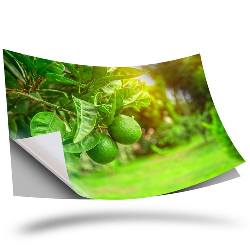 Vinyl sticker citrus - 1,