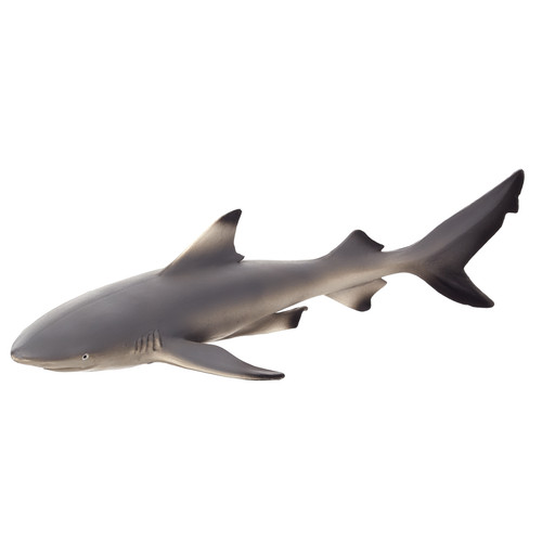 Blacktip reef shark - reef,