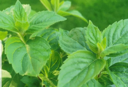 Mint lemon herb - ,