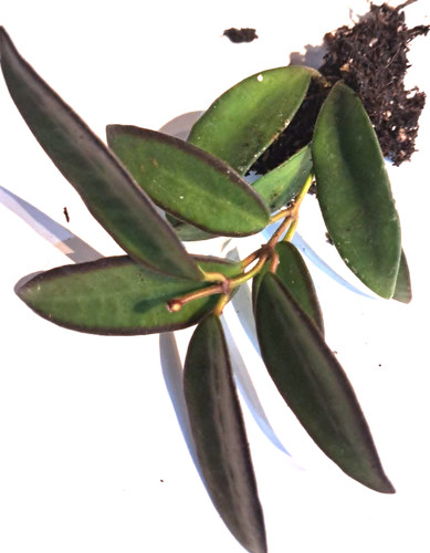 Hoya rosita hybrid h - hoya, (h
