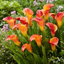 Morning Sun  Calla Lily Arum Zantedeschia  Lilies  Flower Garden Bulb