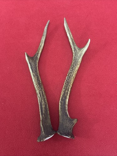 Pair sika deer antlers - deer,