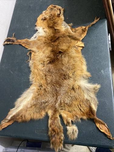 Fox skin fur - 1x,