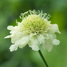 Cephalaria gigantea - Giant Scabious Live Perennial Plants Garden Plant in Pot