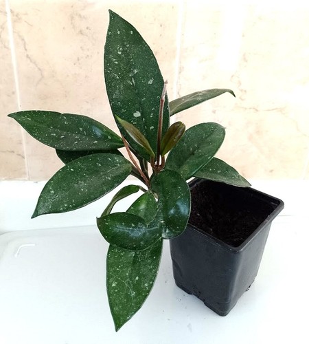 Hoya carnosa wax plant - wax,