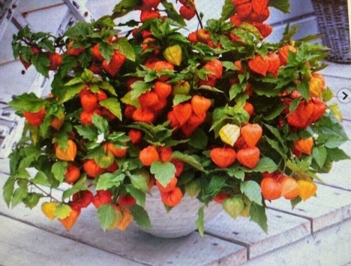 Chinese lantern plant physalis - chinese,