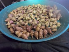 Jerusalem Artichoke Grab Bag