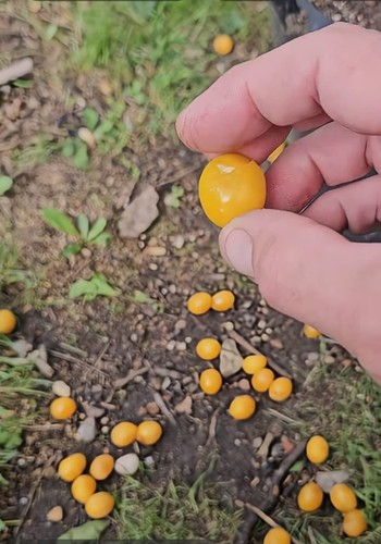 Yellow cherry plum tree - yellow, 2-3ft